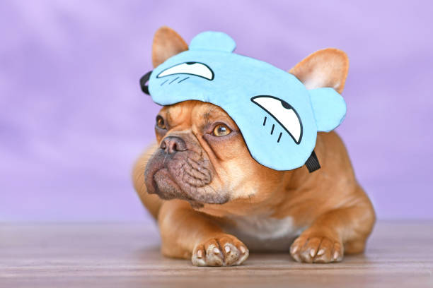 A cute of french bulldog