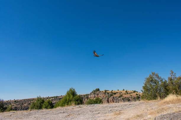 istock griffon vultures flying over the river 1325180130