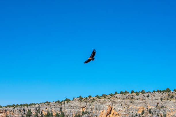 istock griffon vulture flying over the blue sky 1325180156