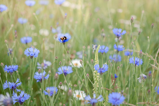 Bees on the cornflowers in a meadow