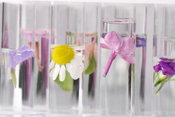 istock Test tubes with different flowers, closeup. Essential oil extraction 1325180966