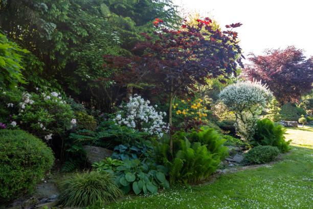istock summer garden with conifer trees 1325181153