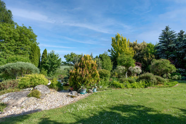 istock summer garden with conifer trees 1325181156