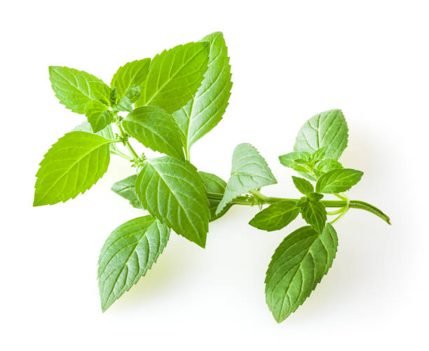 fresh mint leaves isolated on white background - mint imagens e fotografias de stock