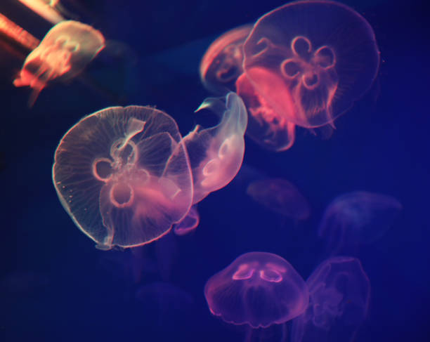 istock Jellyfish with blue neon light effect in sea aquarium 1325182306
