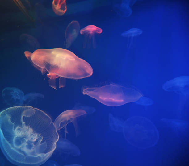 istock Jellyfish with blue neon light effect in sea aquarium 1325182310