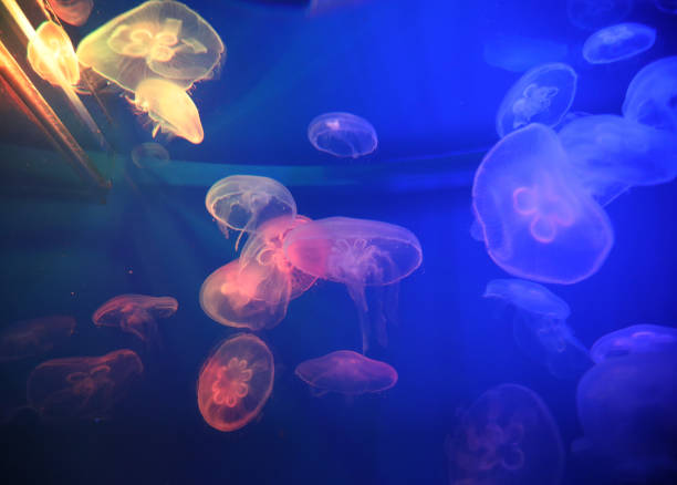istock Jellyfish with neon glow light effect in sea aquarium 1325182317