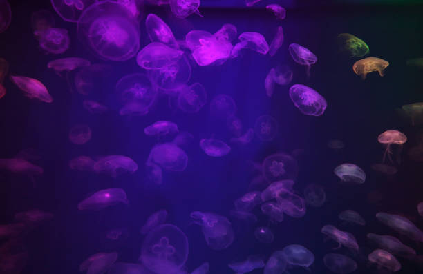 istock Spectacular Jellyfish pattern in aquarium 1325182322