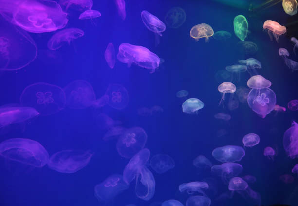 spettacolare motivo di meduse nell'acquario - jellyfish underwater water light foto e immagini stock