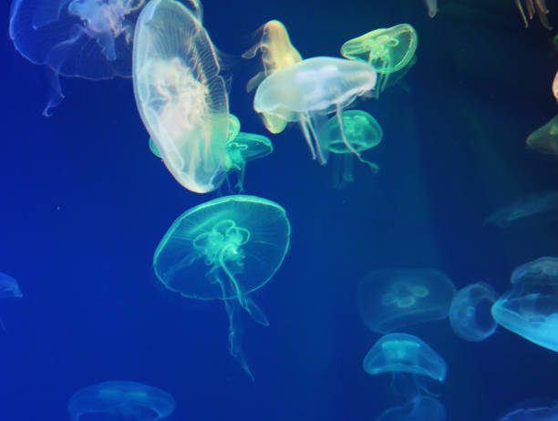 istock Jellyfish with neon glow light effect in sea aquarium 1325182340