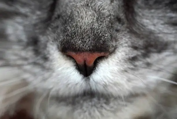 A close up of a cat face head Gray maine coon mainecoon cat mouth . Pink nose, white mustache. Macro High quality photo. close up view macro closeup