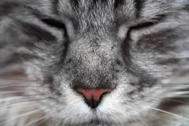 A close up of a cat face head Gray maine coon mainecoon. Pink nose, white mustache. Closed eyes. Macro High quality photo. close up view macro closeup