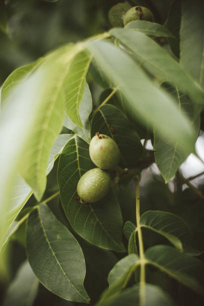 noyer sur une branche avec des feuilles vertes sur un arbre dans le jardin. - walnut tree walnut nut branch photos et images de collection