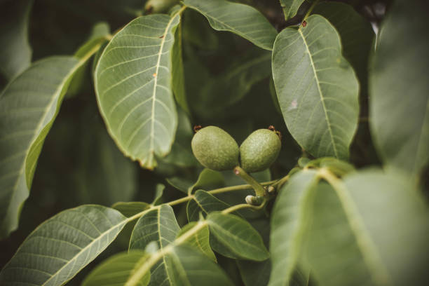 noyer sur une branche avec des feuilles vertes sur un arbre dans le jardin. - walnut tree walnut nut branch photos et images de collection