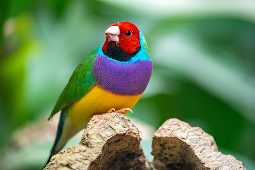 A close up image of colourful Gouldian finch bird perched on a tree trunk looking left