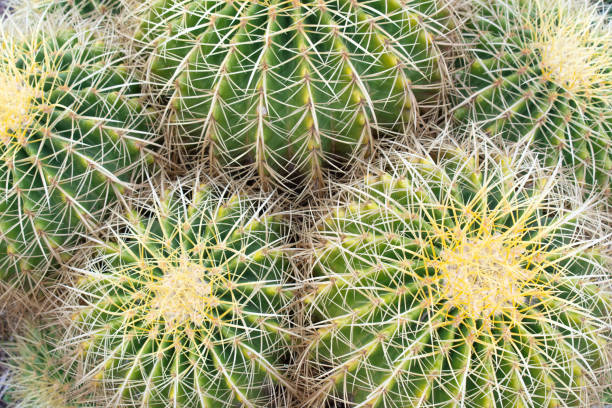 istock Barrel-shaped cacti with large yellow needles close-up. 1325189142