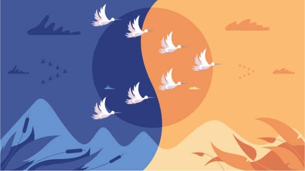 ilustrações de stock, clip art, desenhos animados e ícones de migrating birds - bird leadership flying goose