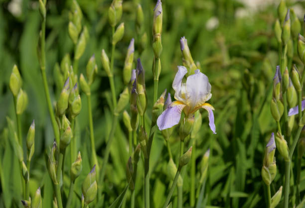 istock Iris flower in summer flower bed 1325191572