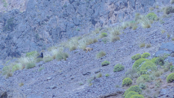 istock Moroccan long-haired goat in the Atlas grazing 1325191629