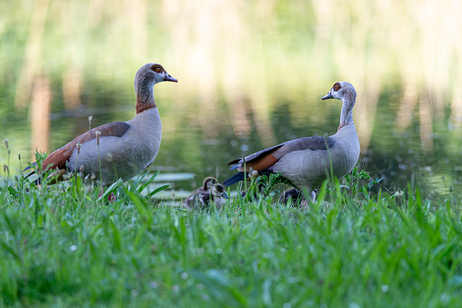 Pair of Egyptian Geese with small chicks at the water's edge in the grass, Alopochen aegyptiaca, Dutch city park wildlife