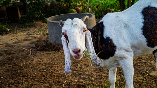 Indian Goat grazing on the meadow grassland in India. White Goat or sheep chewing green grass and tie with a pole in Village. Close up of head and horns, Rural india