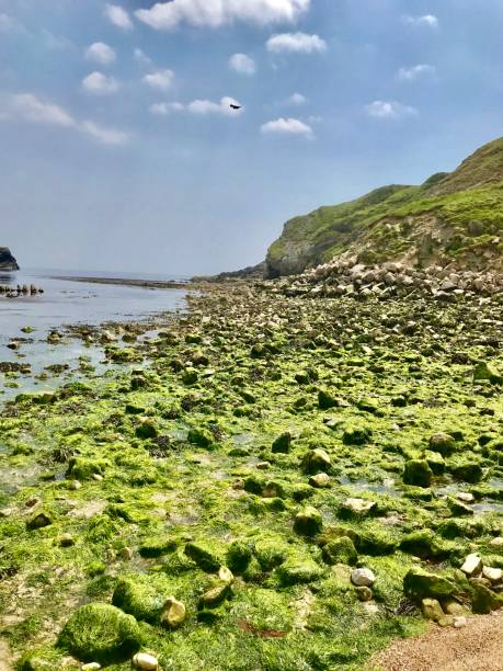 wodorosty algi pokryte skalista plaża - scenics coastline uk moss zdjęcia i obrazy z banku zdjęć