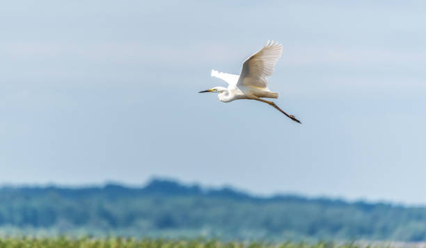 istock Great White Egret Flying over a Wetland Lake in Latvia 1325192596