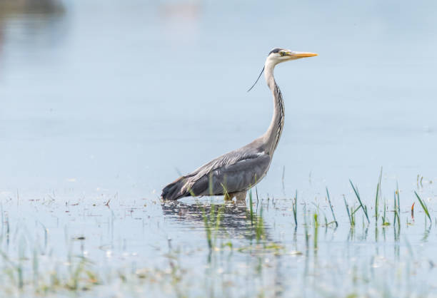 istock Great White Egret at a Wetland Lake in Latvia 1325193268