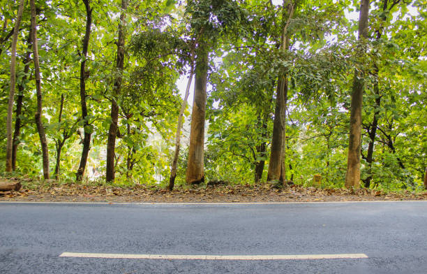 istock The road next to the teak tree 1325193691