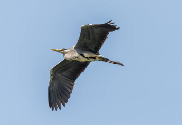 istock Grey Heron Flying Over a Wetland Lake in Latvia 1325193887