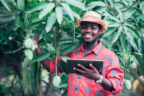 African man farmer using tablet for research mango fruit in organic farm.Agriculture or cultivation concept stock photo