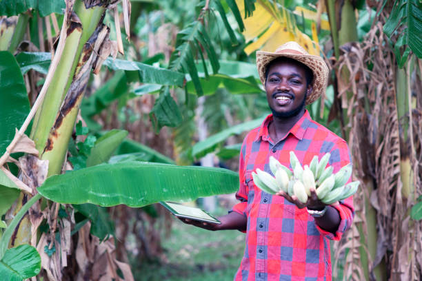 istock African farmer using tablet with holding banana at organic farm 1325195526