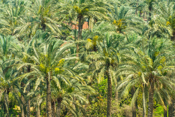 vista aérea de la naturaleza de las palmeras. patrón de plantación de árboles industrail de aceite de palma. un montón de palmeras de color verde brillante en el bosque. - elche españa fotografías e imágenes de stock
