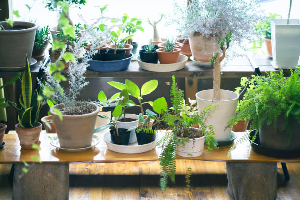 istock A calm space with foliage plants 1325197983