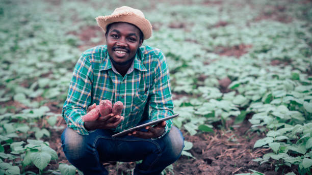 African farmer using tablet for  research sweet potato in organic farm.Agriculture or cultivation concept stock photo