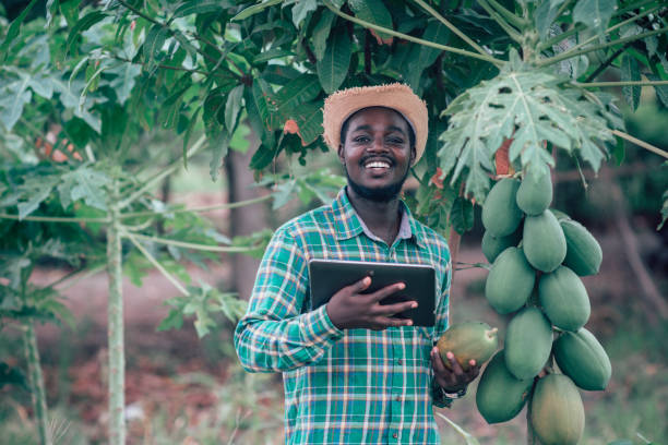 African farmer using tablet for  research a papaya in organic farm.Agriculture or cultivation concept stock photo