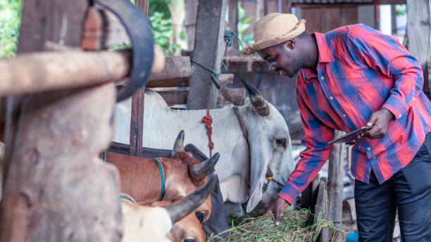 agriculteur africain homme nourrir l’herbe pour une vache dans la ferme avec l’utilisation de comprimé. concept d’agriculture ou de culture - cattle shed cow animal photos et images de collection
