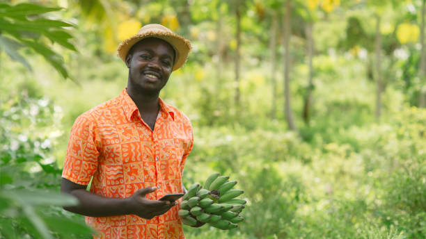 African farmer using smartphone for research banana in organic vegetable farm.Agriculture or cultivation concept stock photo