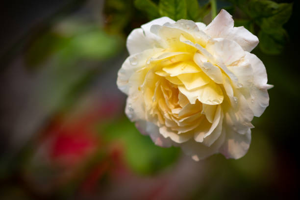 istock Beautiful roses in natural light, Nature background 1325199211