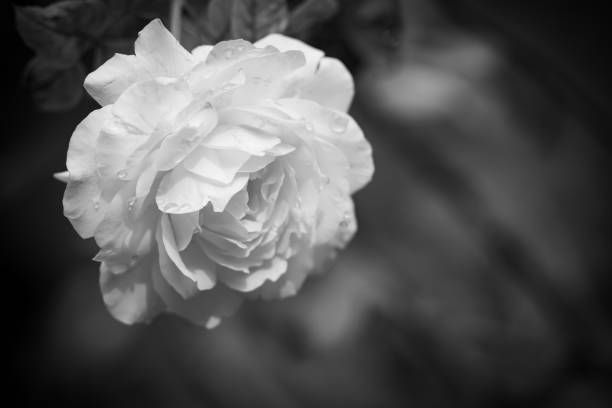 Water drops on Dark Rose