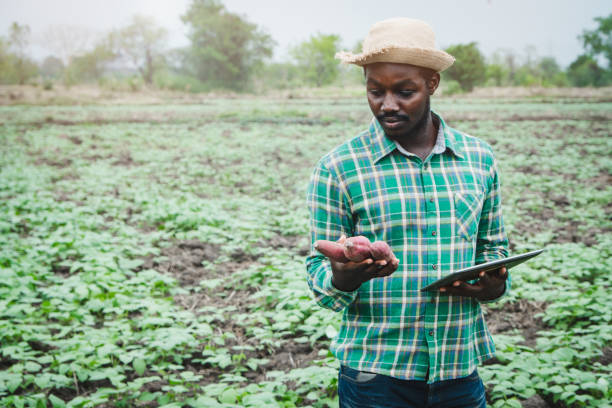 African farmer man thinking and holding fresh sweet potato at organic farm with using tablet.Agriculture or cultivation concept stock photo