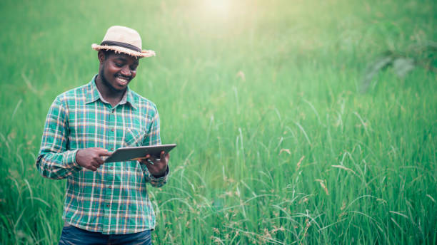African farmer using tablet for  research leaves of rice in organic farm field.Agriculture or cultivation concept stock photo