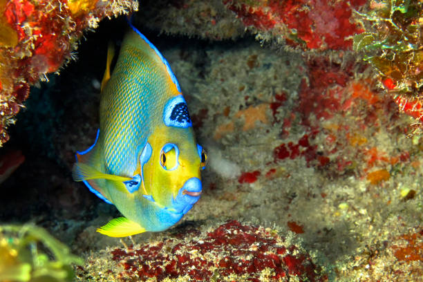 queen angelfish, mar caribe, playa girón, cuba - beauty in nature coral angelfish fish fotografías e imágenes de stock