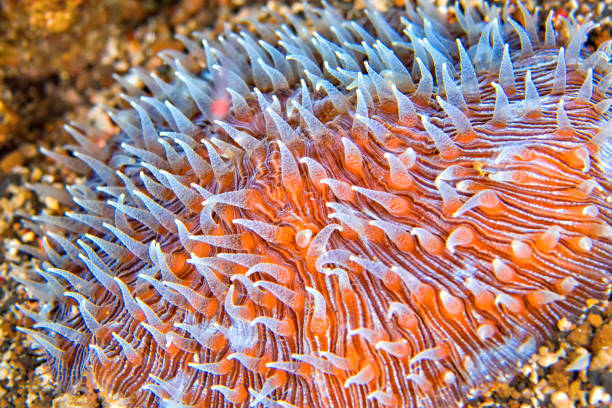 istock Disc coral, Lembeh, North Sulawesi, Indonesia 1325200684
