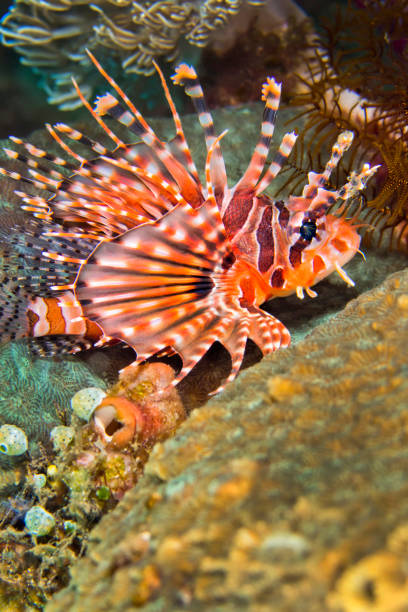 istock Spotfin Lionfish, Lembeh, North Sulawesi, Indonesia 1325200723