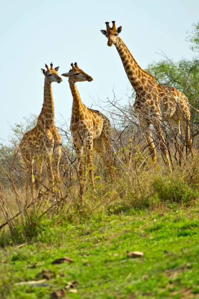 istock Giraffe, Kruger National Park, South Africa 1325200729