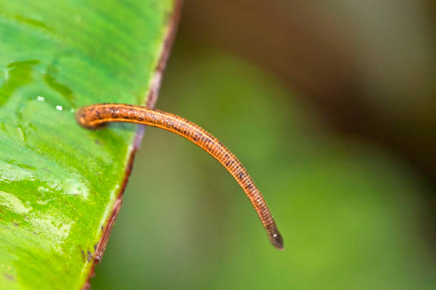 istock Leech, Sinharaja National Park Rain Forest, Sri Lanka 1325200744