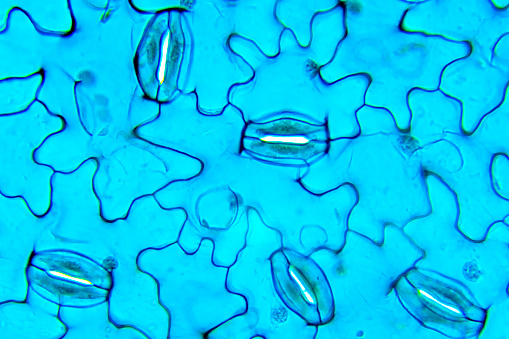 Stomata Vicia, Bajo microscopio óptico photo