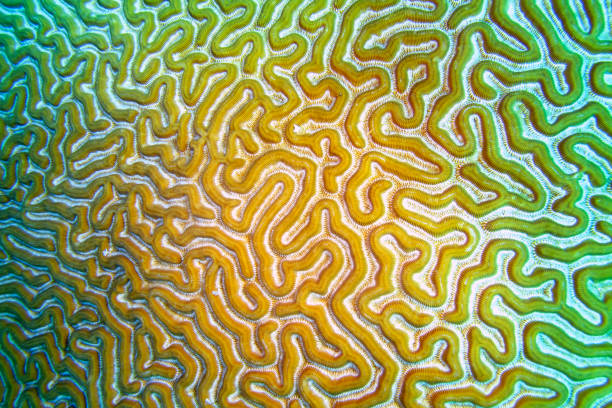 istock Brain Coral, Caribbean Sea, Playa Giron, Cuba 1325200787
