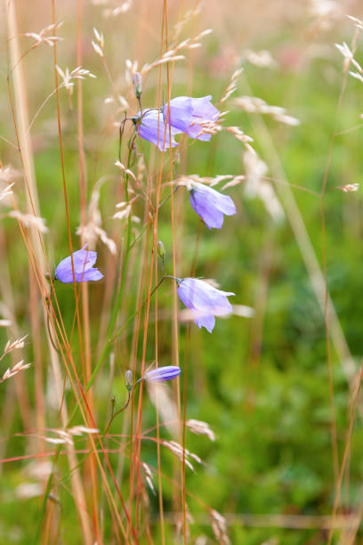 istock Blooming Harebell flowers on a meadow 1325200798